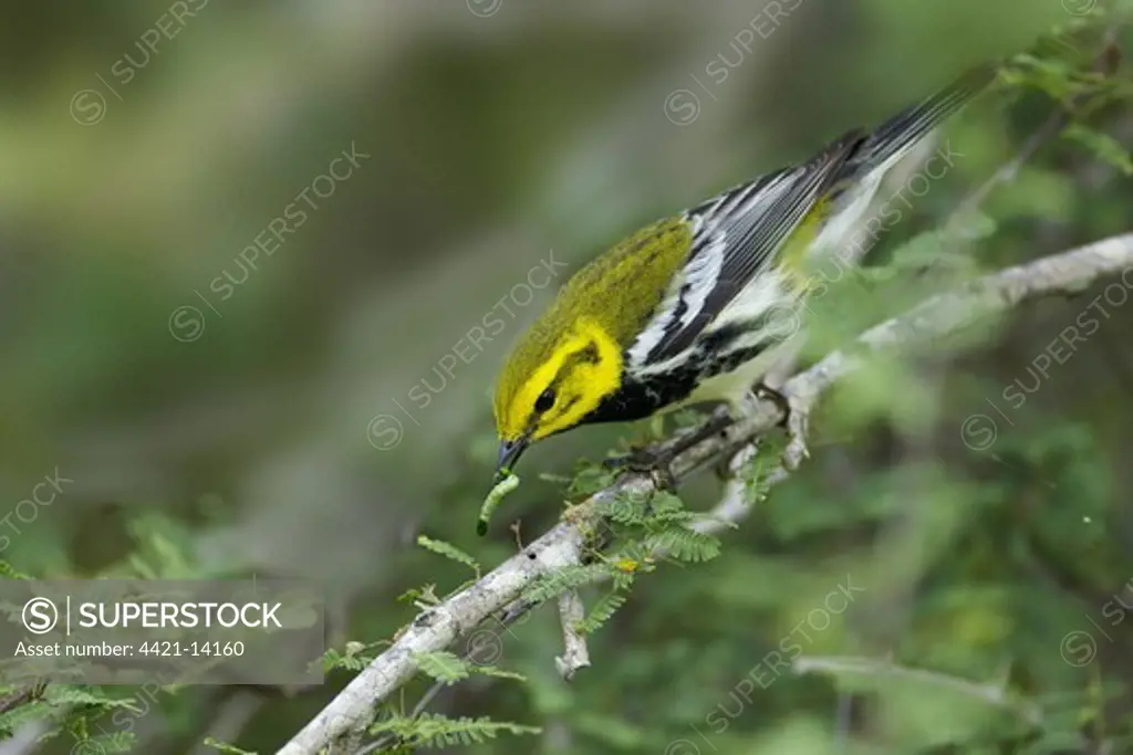 Black-throated Green Warbler (Dendroica virens) adult male, with caterpillar in beak, South Padre Island, Texas, U.S.A., april