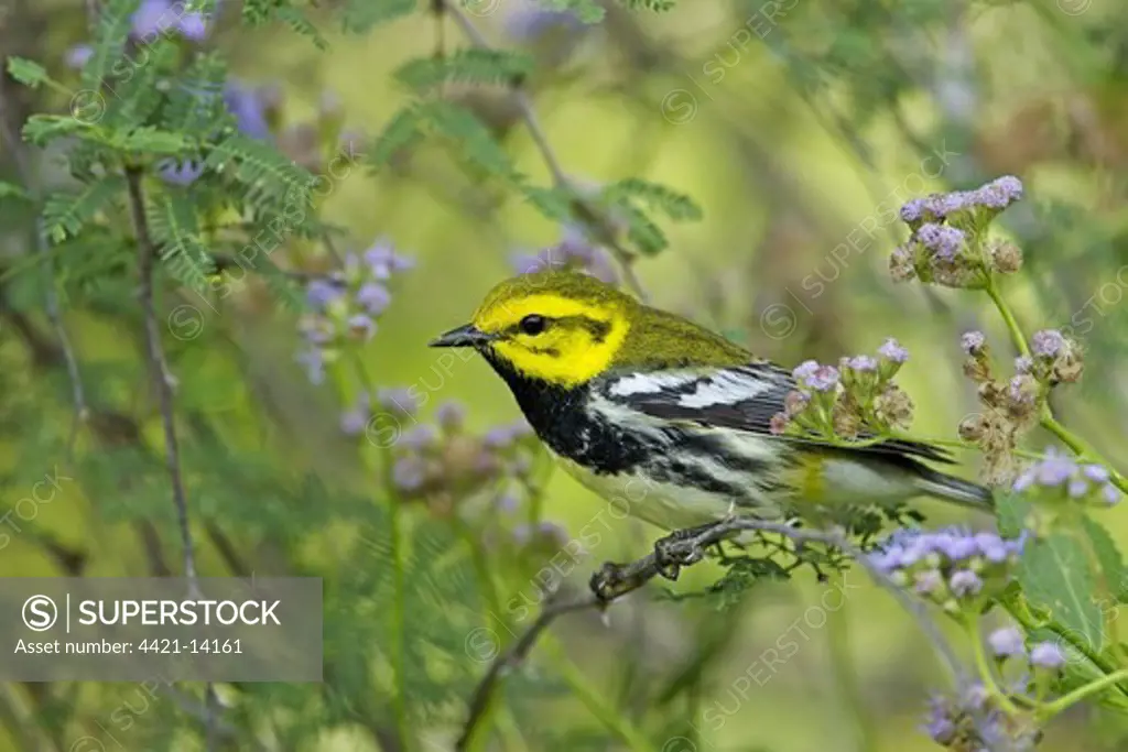 Black-throated Green Warbler (Dendroica virens) adult male, perched on stem, South Padre Island, Texas, U.S.A., april