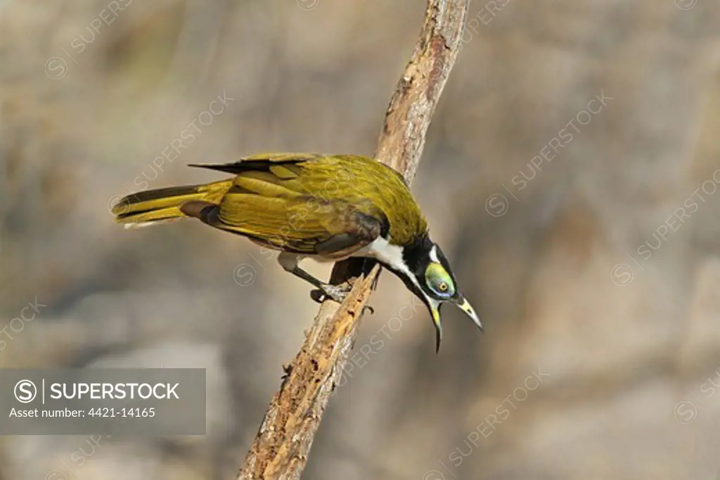 Blue-faced Honeyeater (Entomyzon cyanotis) immature male, calling in aggressive behaviour, perched on branch, Northern Territory, Australia