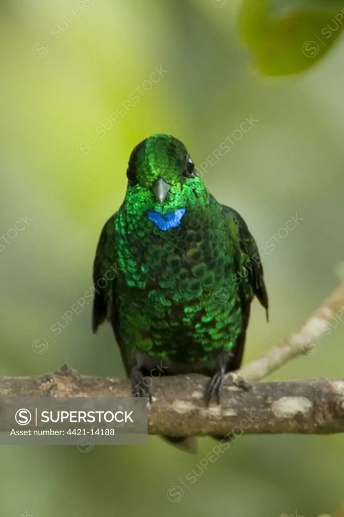 Green-crowned Brilliant (Heliodoxa jacula) adult male, perched on branch, Costa Rica, march