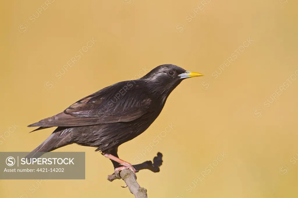 Spotless Starling (Sturnus unicolor) adult, perched on twig, Spain, may