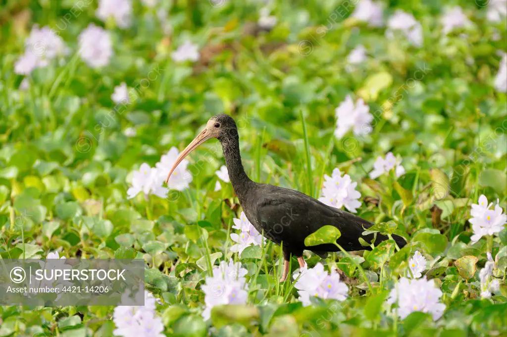 Bare-faced Ibis (Phimosus infuscatus) adult, walking amongst water hyacinth in wetland, Pantanal, Mato Grosso, Brazil