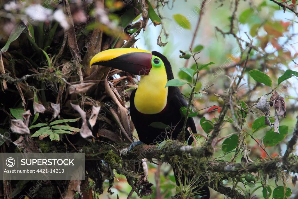 Chestnut-mandibled Toucan (Ramphastos swainsonii) adult, perched on branch in tree, Costa Rica, february