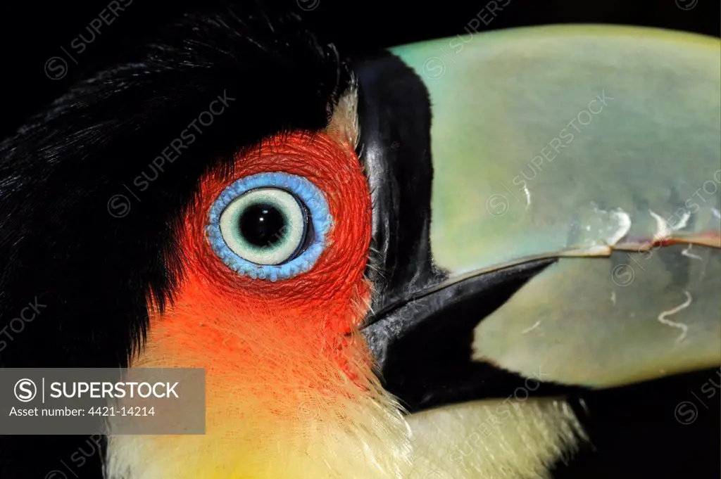 Red-breasted Toucan (Ramphastos discolorus) adult, close-up of face, Brazil, captive