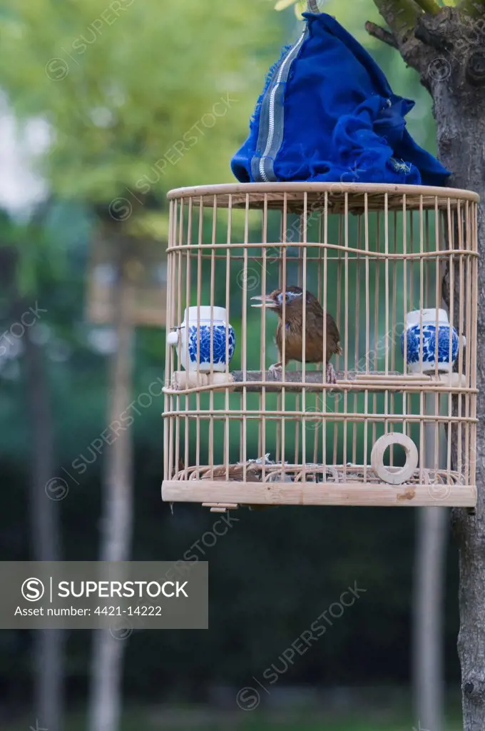 Chinese Hwamei (Leucodioptron canorum) adult, singing, being kept as cage bird in park, Central Beijing, China, september