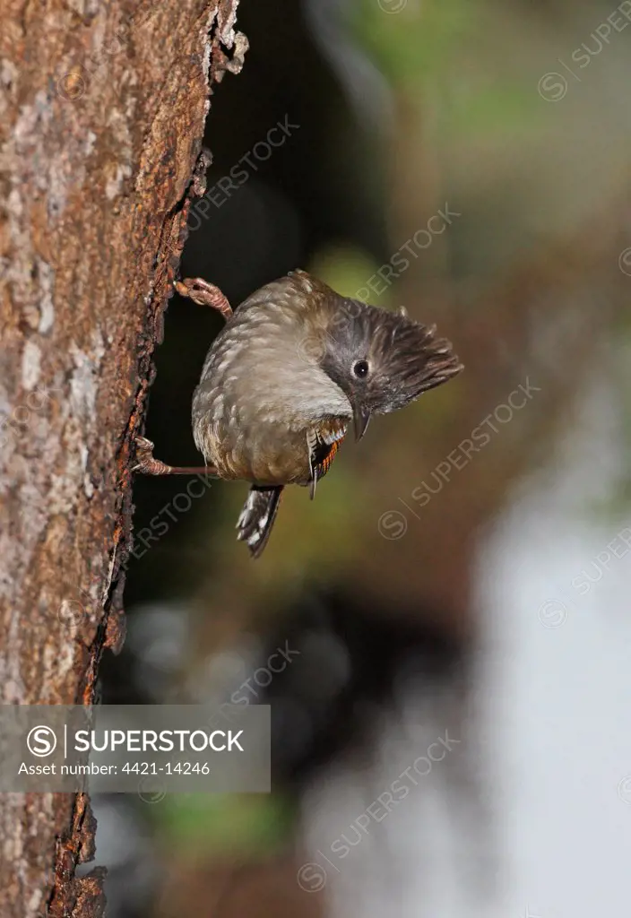 Streak-throated Barwing (Actinodura waldeni daflaensis) adult, feeding on tree sap, Eaglenest Wildlife Sanctuary, Arunachal Pradesh, India, january