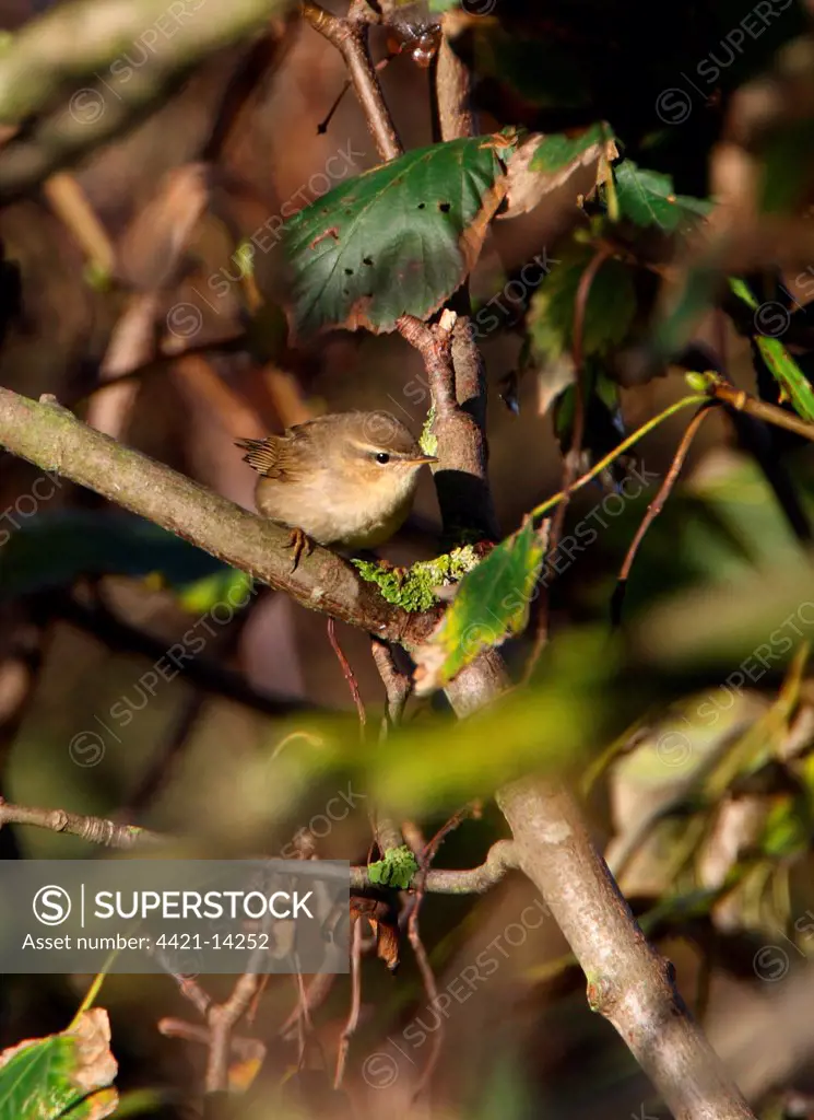 Dusky Warbler (Phylloscopus fuscatus) adult, vagrant, perched in sycamore tree, Sea Palling, Norfolk, England, november