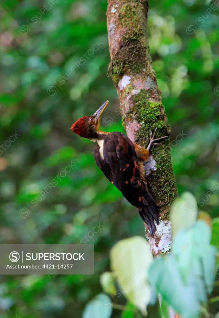 Orange-backed Woodpecker (Reinwardtipicus validus xanthopygius) adult male, clinging to tree trunk, Kinabalu N.P., Sabah, Borneo, Malaysia, january
