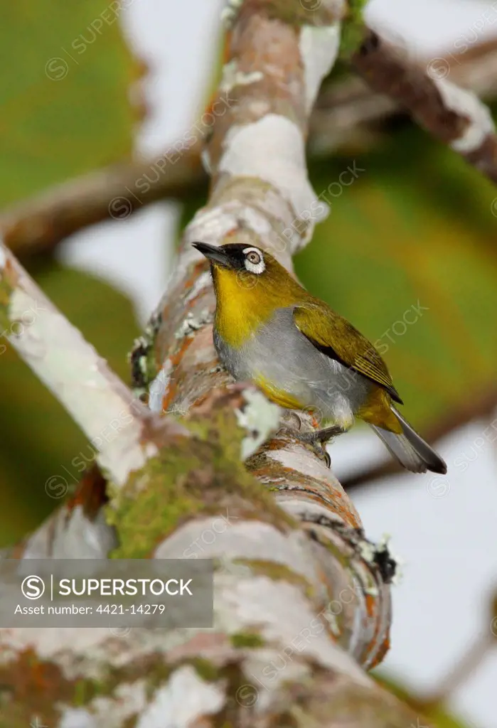 Black-capped White-eye (Zosterops atricapillus) adult, perched on branch, Kinabalu N.P., Sabah, Borneo, Malaysia, january