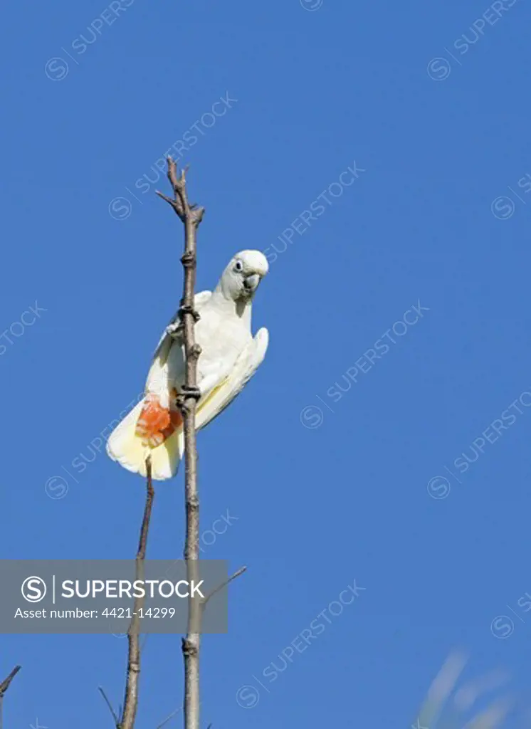 Red-vented Cockatoo (Cacatua haematuropygia) adult, perched on branch, Narra, Palawan Island, Philippines