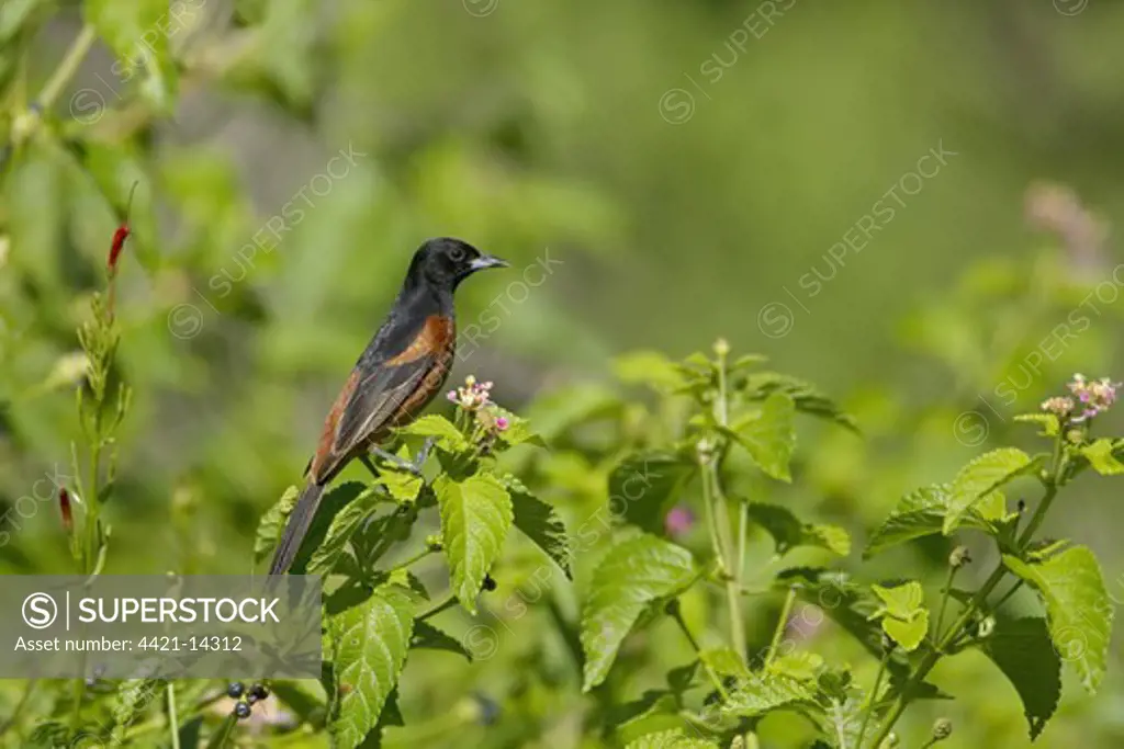 Orchard Oriole (Icterus spurius) adult male, perched on flowering bush, South Padre Island, Texas, U.S.A., april