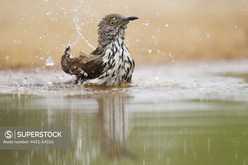 Long-billed Thrasher (Toxostoma longirostre) adult, bathing in pool, South Texas, U.S.A., may