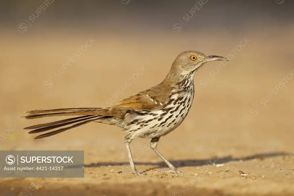 Long-billed Thrasher (Toxostoma longirostre) adult, standing on ground, South Texas, U.S.A., april