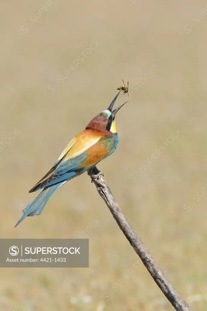 European Bee-eater (Merops apiaster) adult, feeding on wasp, tossing up and catching prey in beak, Lesvos, Greece, may