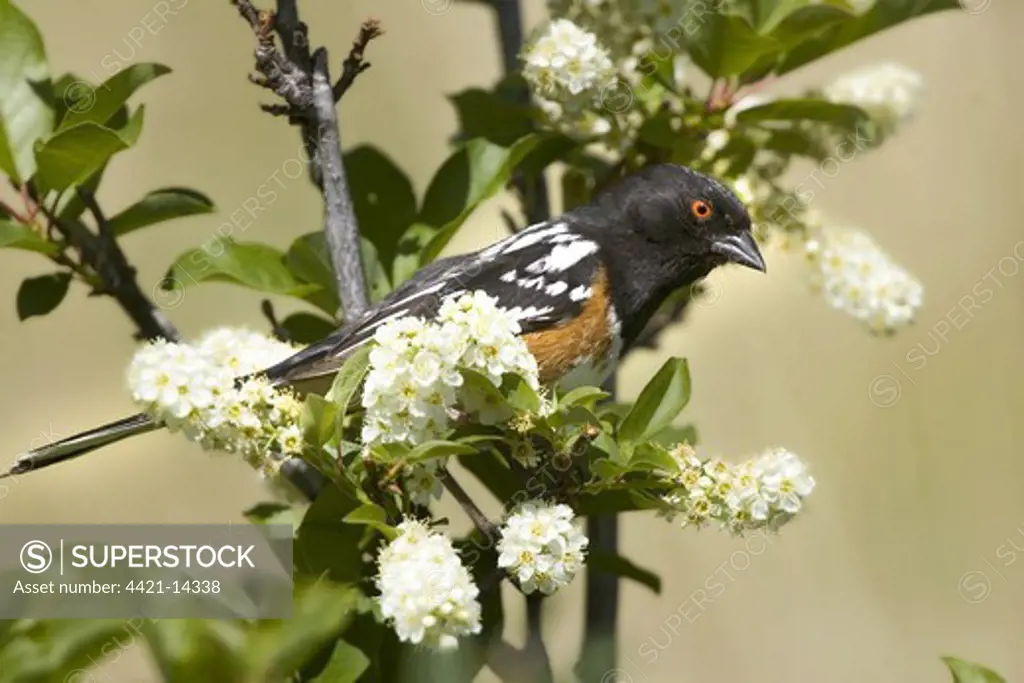 Spotted Towhee (Pipilo maculatus) adult male, perched in flowering bush, U.S.A.