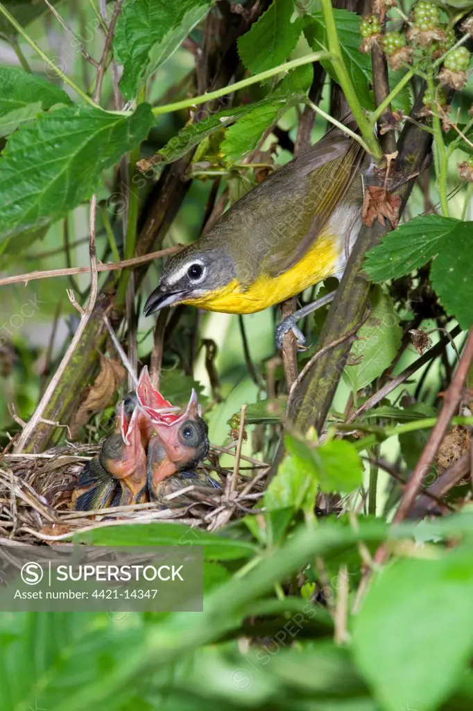Yellow-breasted Chat (Icteria virens) adult with begging chicks, at nest in bramble thicket, U.S.A.