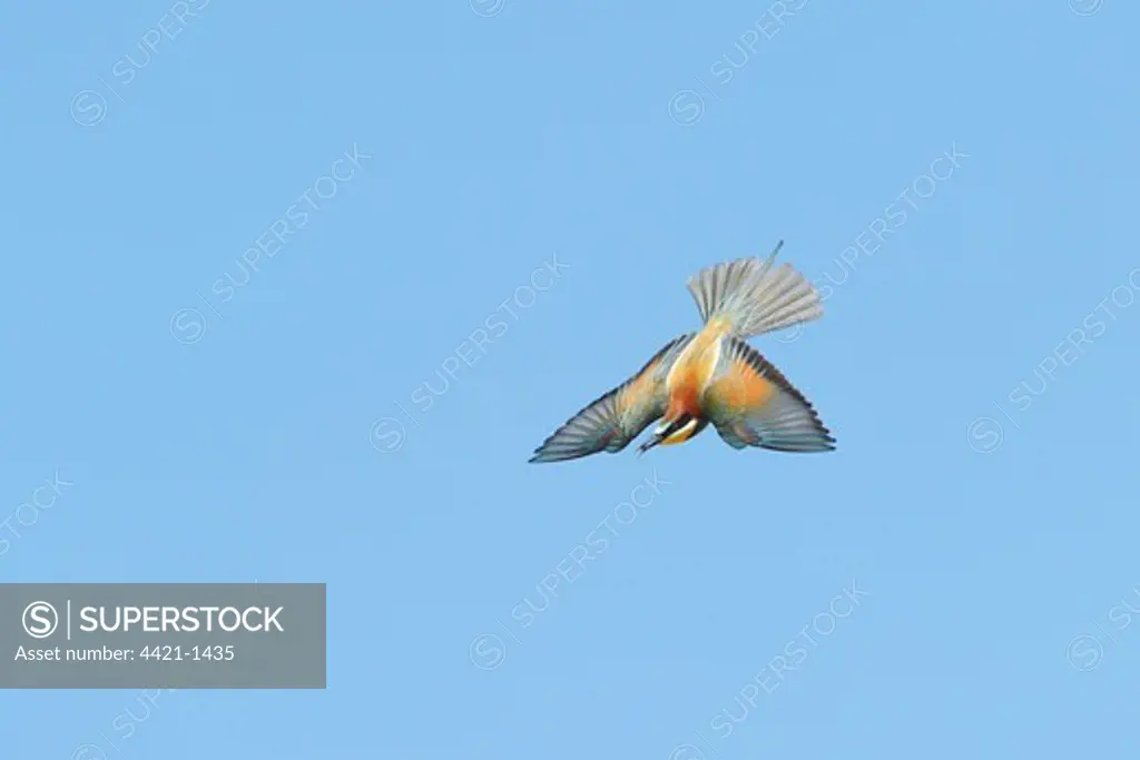 European Bee-eater (Merops apiaster) adult, in flight, catching insects, Lesvos, Greece, may
