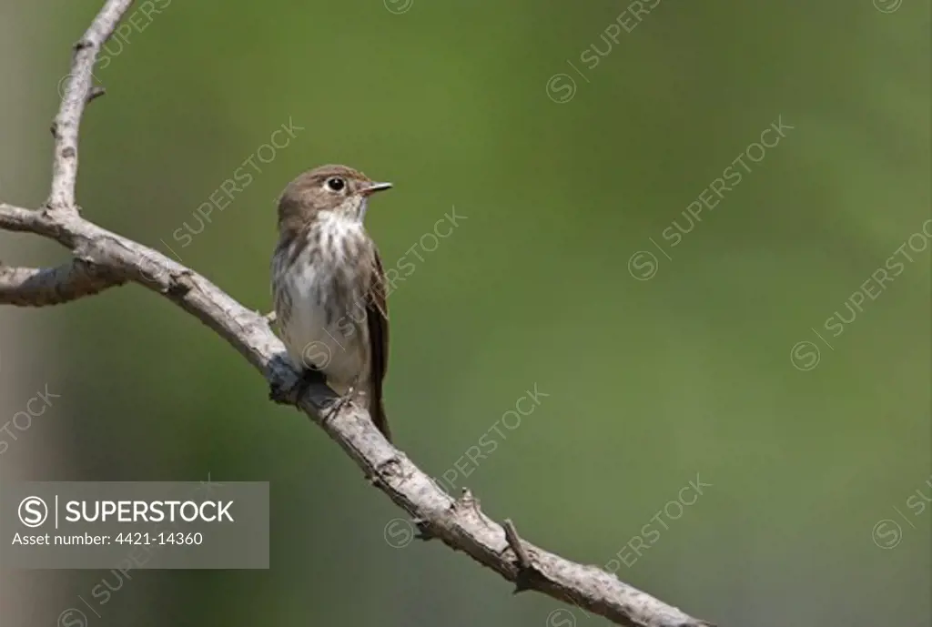 Dark-sided Flycatcher (Muscicapa sibirica) adult, perched on branch, Hebei, China, may