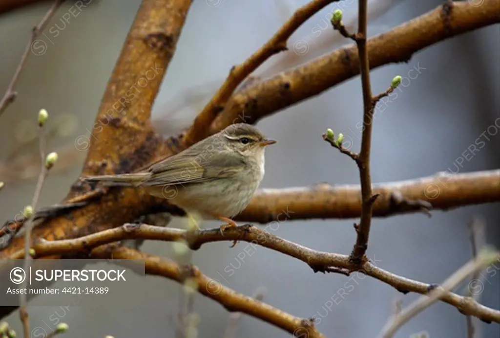 Radde's Warbler (Phylloscopus schwarzi) adult, perched on branch, Beidaihe, Hebei, China, may