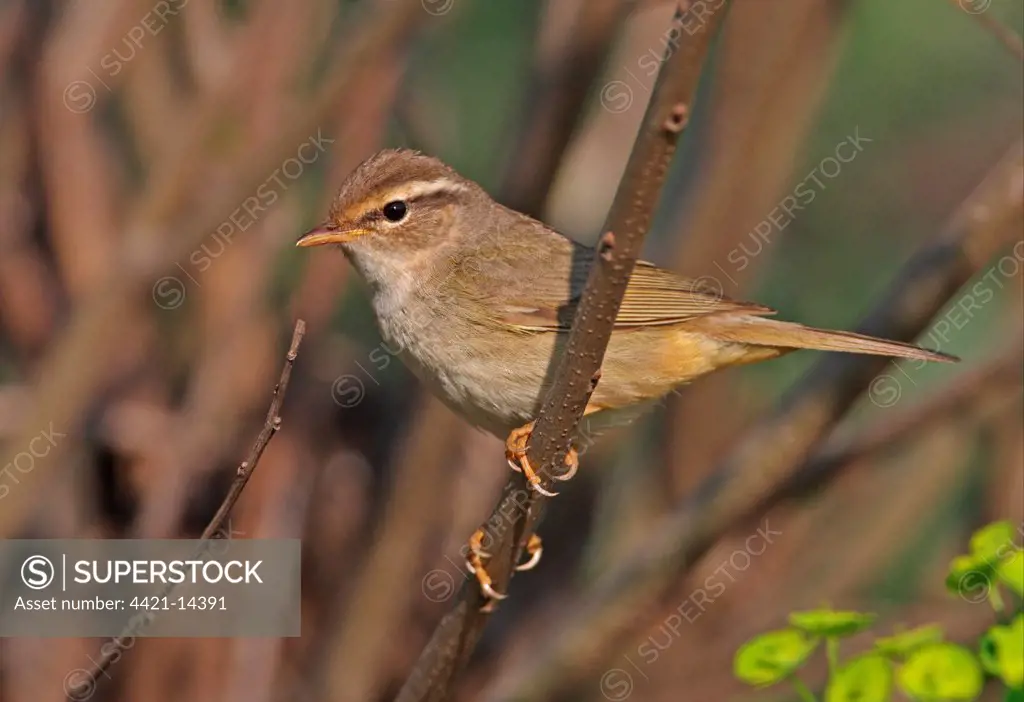 Radde's Warbler (Phylloscopus schwarzi) adult, perched on twig, Hebei, China, may