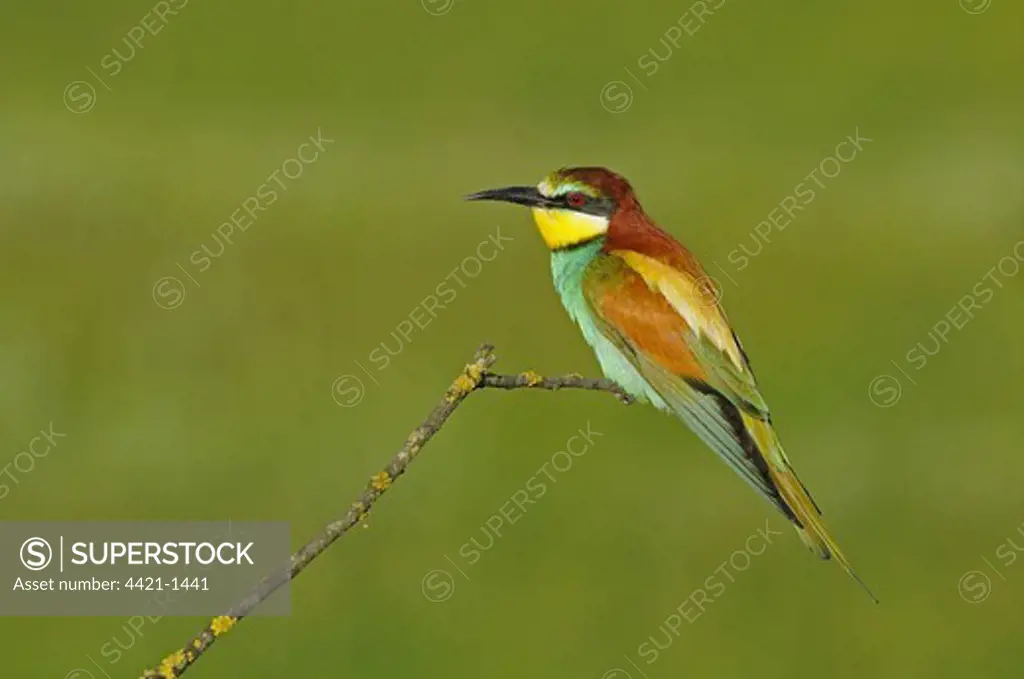 European Bee-eater (Merops apiaster) adult, perched on twig, Bulgaria, may
