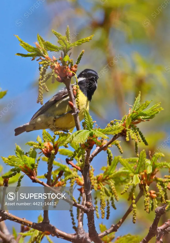 Yellow-bellied Tit (Periparus venustulus) adult, singing, perched on twig, Zushan Forest Park, Quinhuangdao, China, may