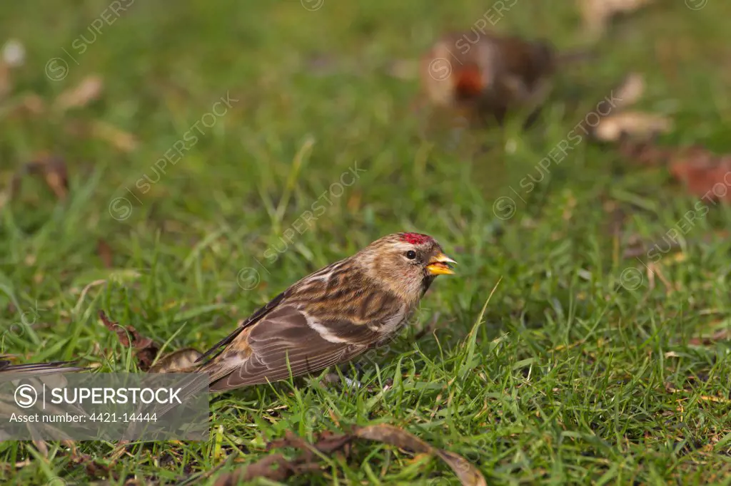 Lesser Redpoll (Carduelis cabaret) adult female, first winter plumage, feeding on ground, Norfolk, England, february