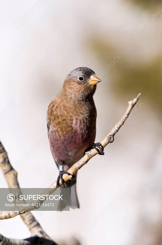 Grey-crowned Rosy Finch (Leucosticte tephrocotis) adult, perched on twig, Scandia Crest, near Albuquerque, New Mexico, U.S.A., january