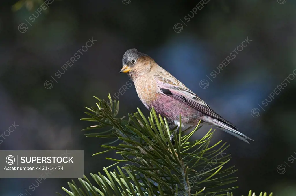 Grey-crowned Rosy Finch (Leucosticte tephrocotis) adult, perched on conifer, Scandia Crest, near Albuquerque, New Mexico, U.S.A., january