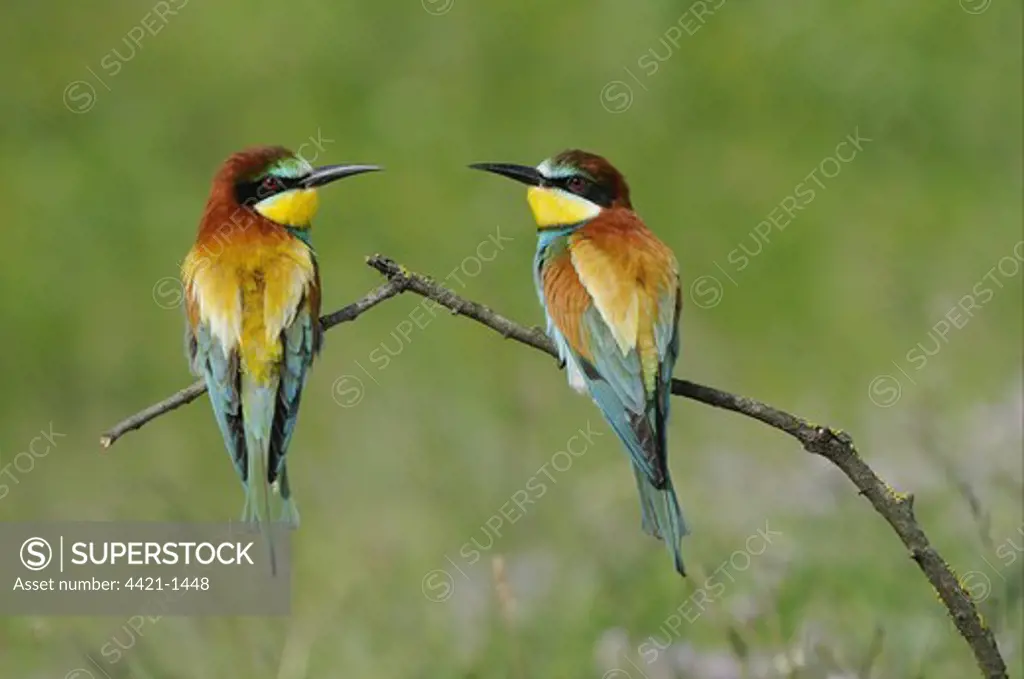 European Bee-eater (Merops apiaster) adult pair, perched on twig, Bulgaria, may