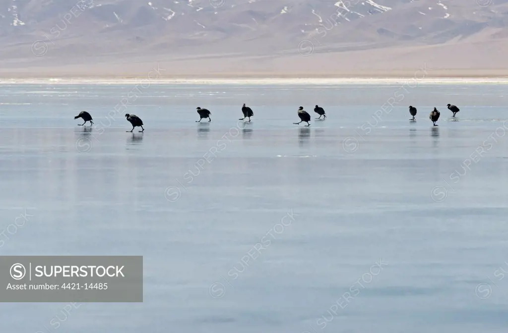Horned Coot (Fulica cornuta) adults, flock walking on ice of frozen saltlake habitat at 3800m altitude, Laguna Santa Rosa, Parque Nacional Nevado Tres Cruces, Atacama Region, Chile