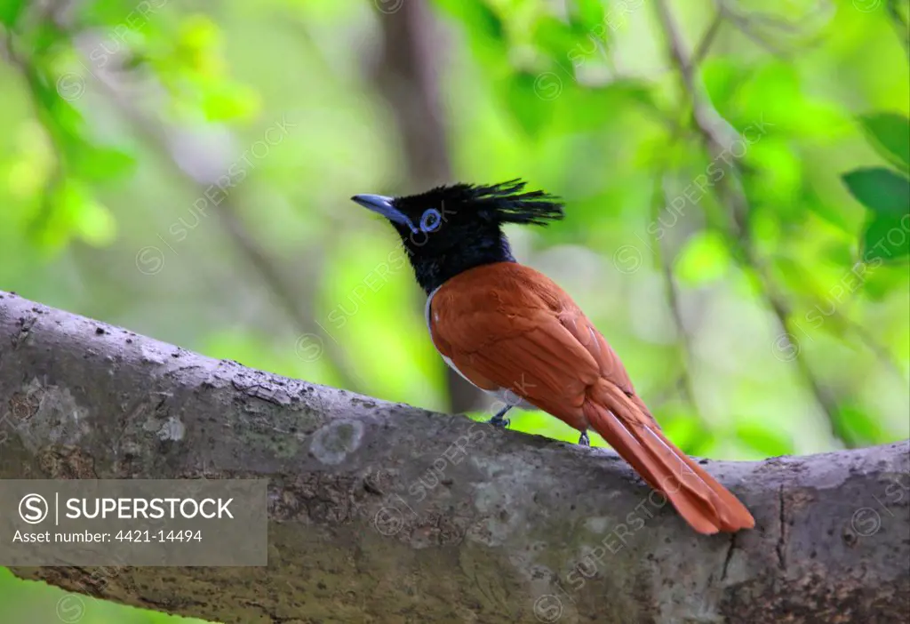 Asian Paradise-flycatcher (Terpsiphone paradisi ceylonensis) sub-adult male, perched on branch, Sri Lanka, december