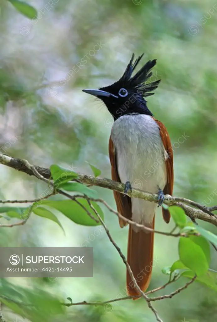 Asian Paradise-flycatcher (Terpsiphone paradisi ceylonensis) sub-adult male, perched on twig, Sri Lanka, december