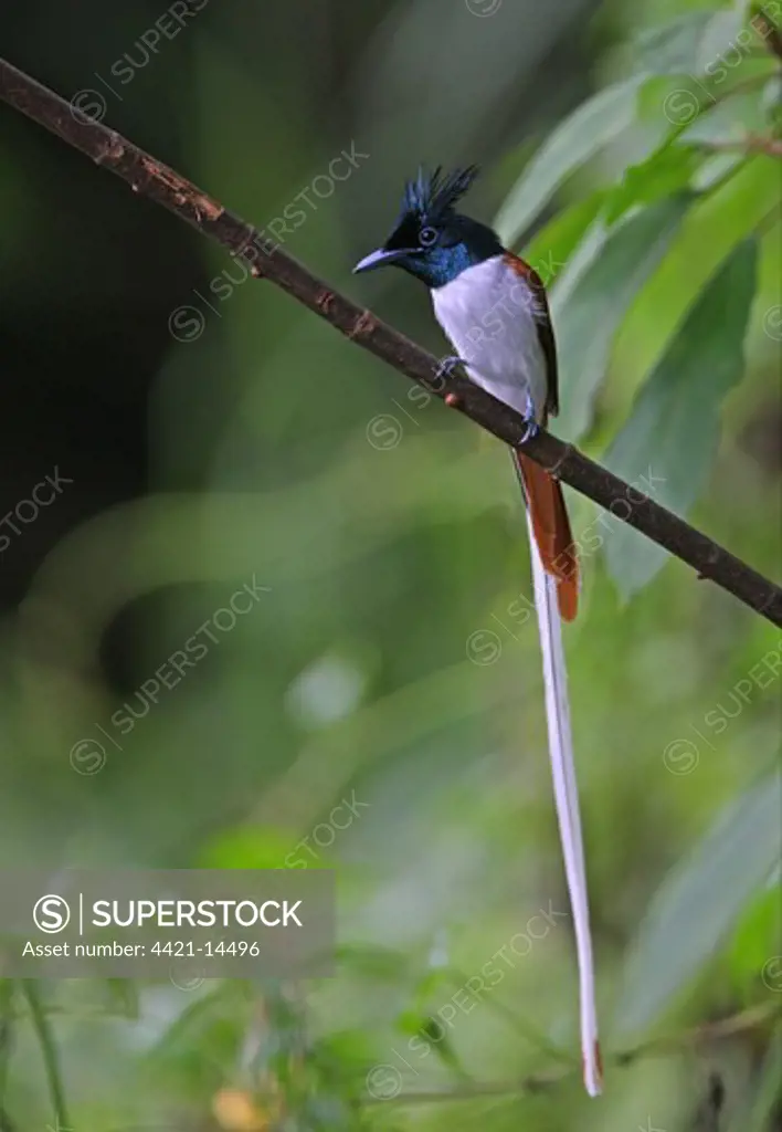 Asian Paradise-flycatcher (Terpsiphone paradisi paradisi) adult male, intermediate phase, perched on branch, Sri Lanka, december