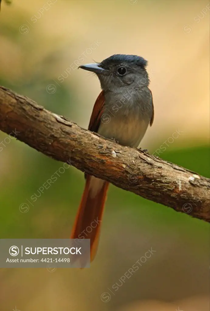 Asian Paradise-flycatcher (Terpsiphone paradisi indochinensis) adult female, perched on branch, Kaeng Krachan N.P., Thailand, february