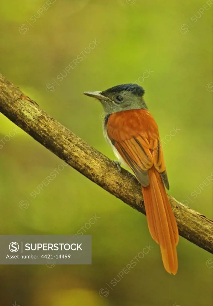 Asian Paradise-flycatcher (Terpsiphone paradisi indochinensis) adult male, perched on branch, Kaeng Krachan N.P., Thailand, november