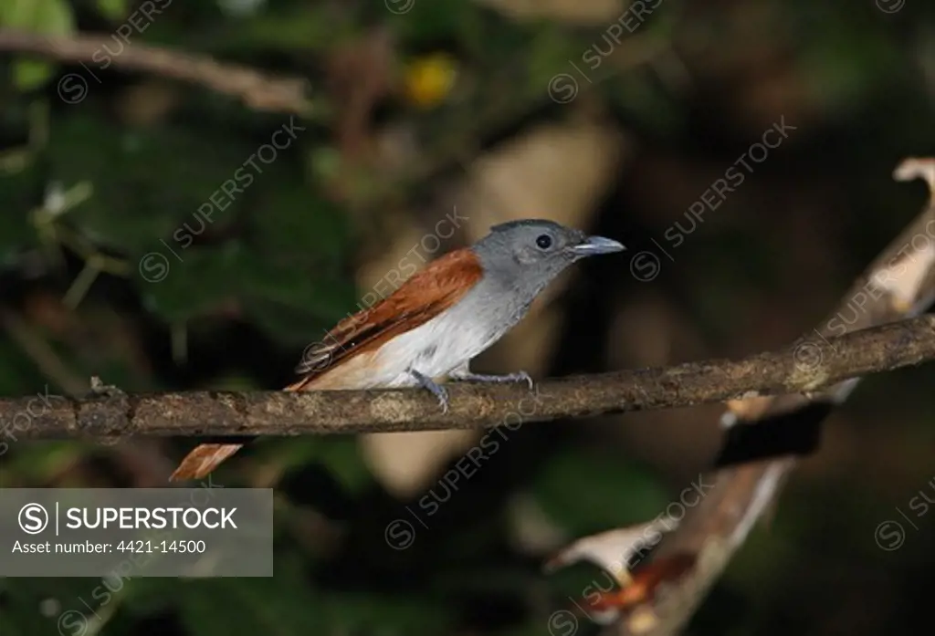 Asian Paradise-flycatcher (Terpsiphone paradisi indochinensis) adult male, with wet plumage after bathing, perched on branch, Kaeng Krachan N.P., Thailand, november
