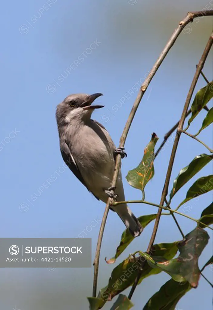 Ceylon Woodshrike (Tephrodornis affinis) adult, singing, perched on twig, Sri Lanka, december