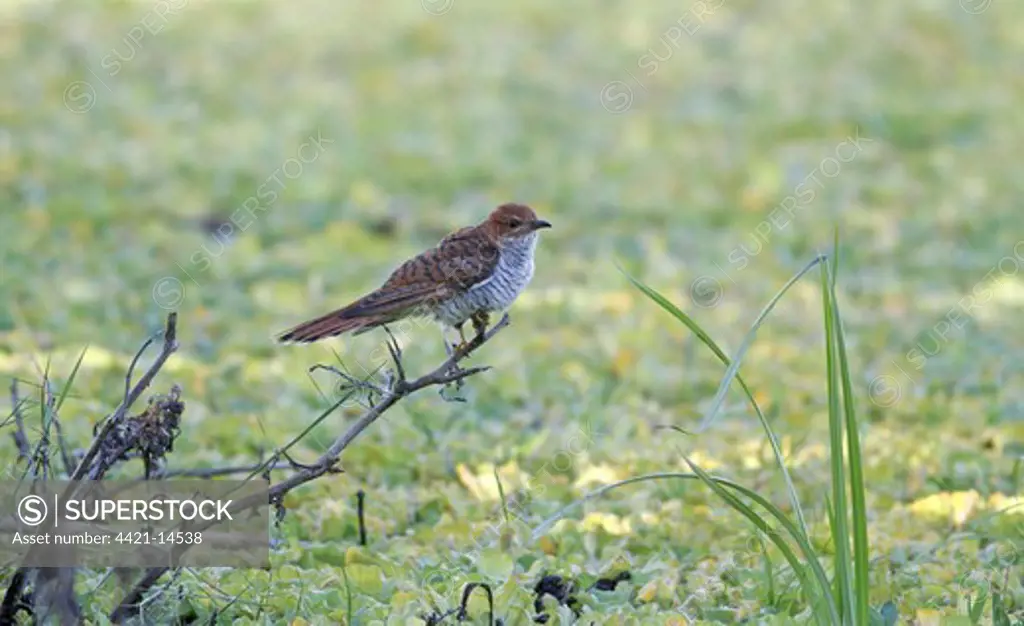 Grey-bellied Cuckoo (Cacomantis passerinus) hepatic form, adult female, perched on branch overhanging swamp, Sri Lanka