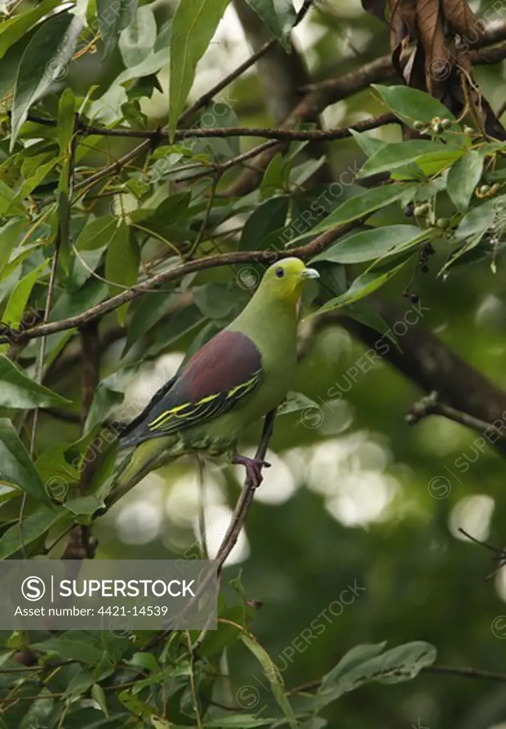Ceylon Green Pigeon (Treron pompadora) adult male, perched in tree, Sri Lanka, december