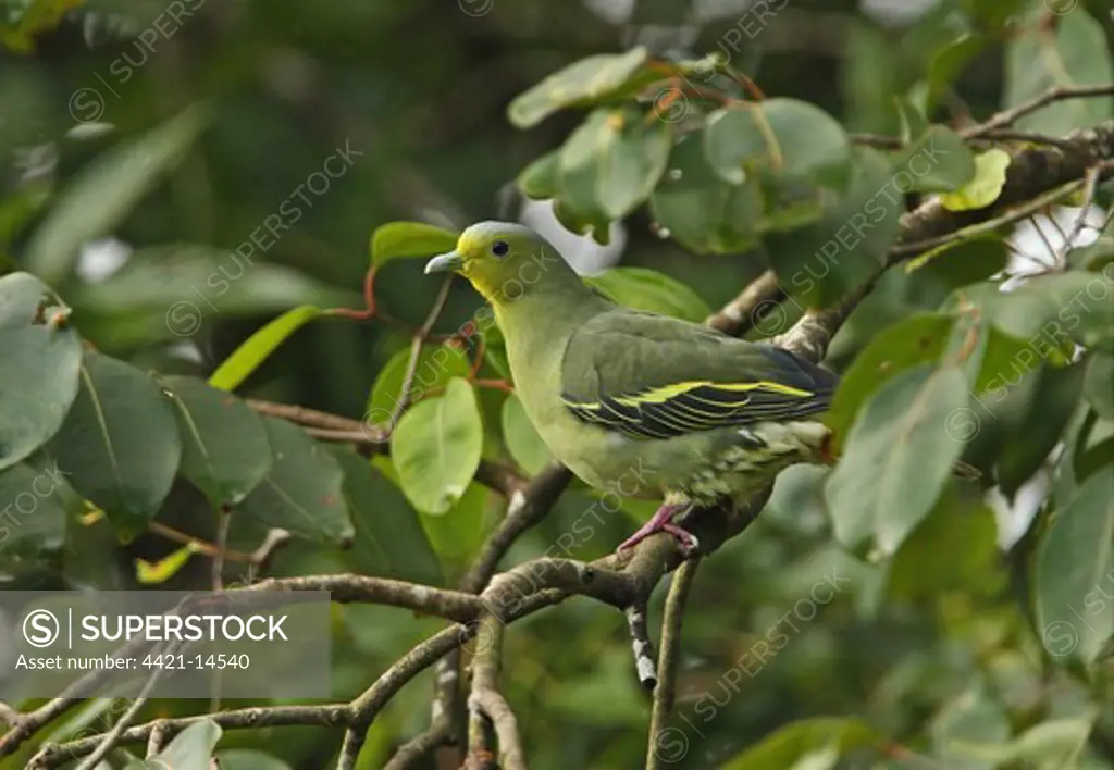 Ceylon Green Pigeon (Treron pompadora) adult female, perched in tree, Sri Lanka, december