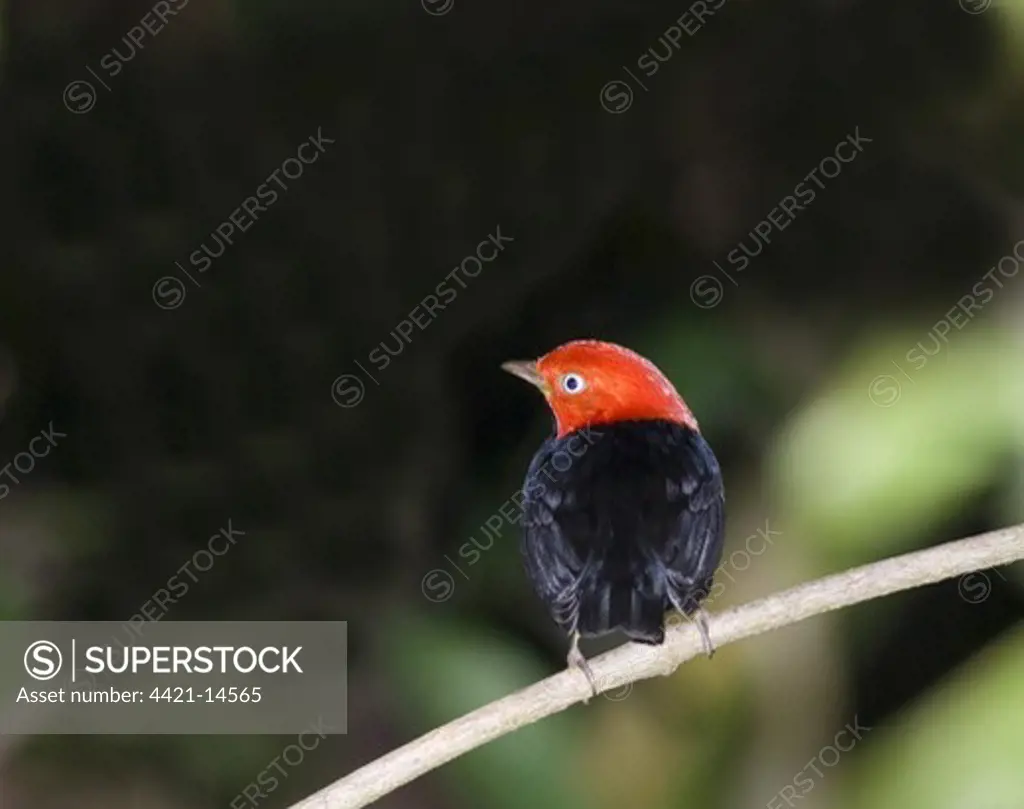 Red-capped Manakin (Pipra mentalis ignifera) adult male, perched on twig, Soberiana N.P., Panama