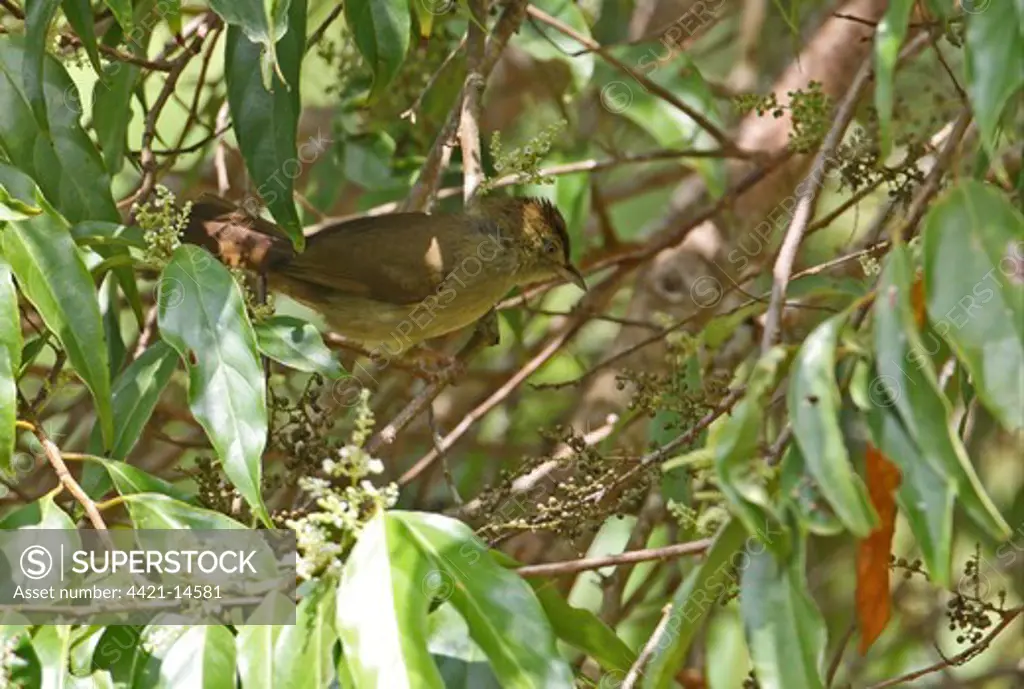 Grey-eyed Bulbul (Iole propinqua) adult, perched in fruiting tree, Kaeng Krachan N.P., Thailand, november