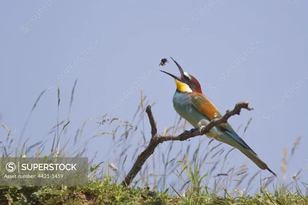 European Bee-eater (Merops apiaster) adult, feeding, tossing up and catching bumblebee, perched on twig, Bulgaria, may