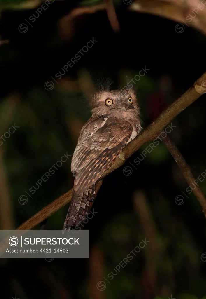 Javan Frogmouth (Batrachostomus javensis continentalis) adult male, perched on branch, Krung Ching, Thailand, february