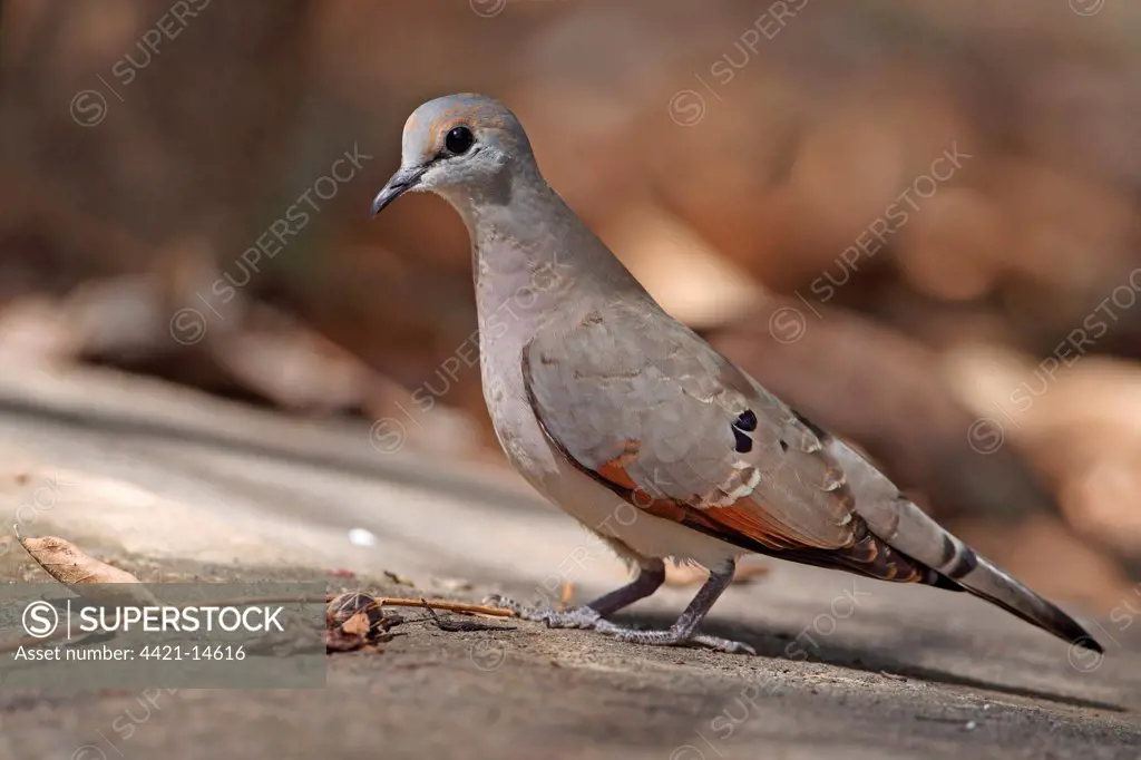 Black-billed Wood Dove (Turtur abyssinicus) adult, standing on ground, Gambia, january