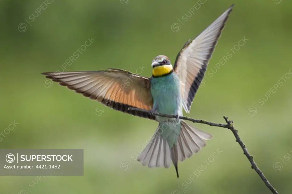 European Bee-eater (Merops apiaster) adult, landing on twig, Bulgaria, may