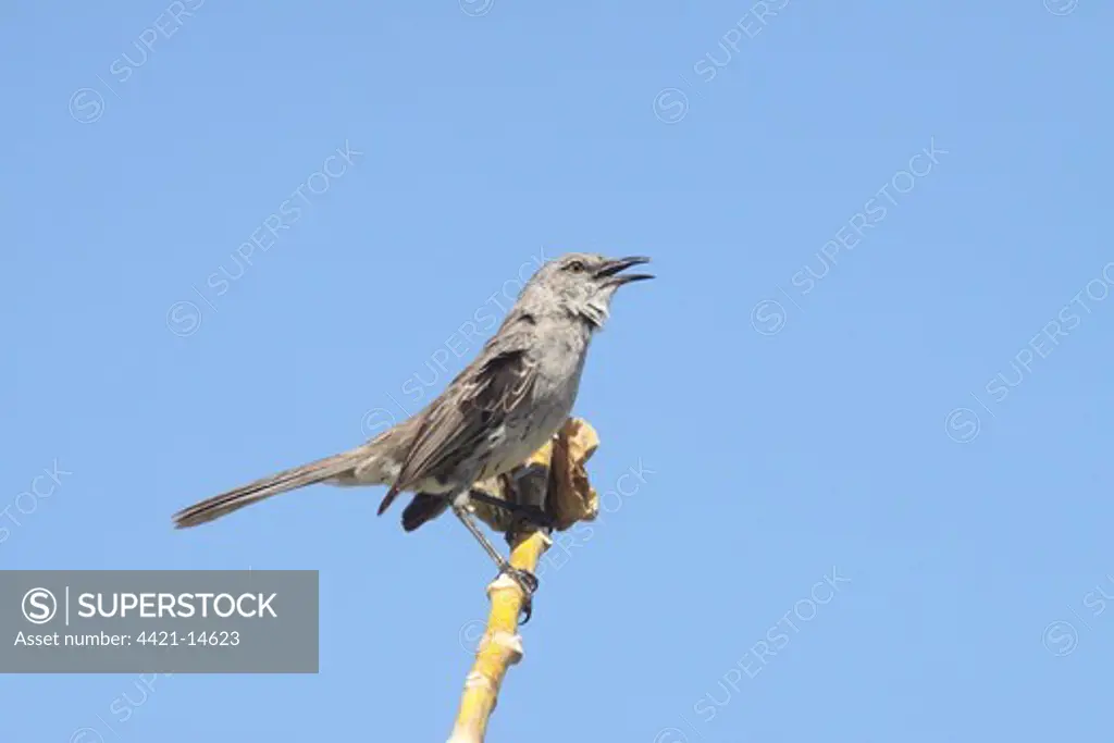 Bahama Mockingbird (Mimus gundlachii) adult, singing, perched on stem, Turks and Caicos Islands