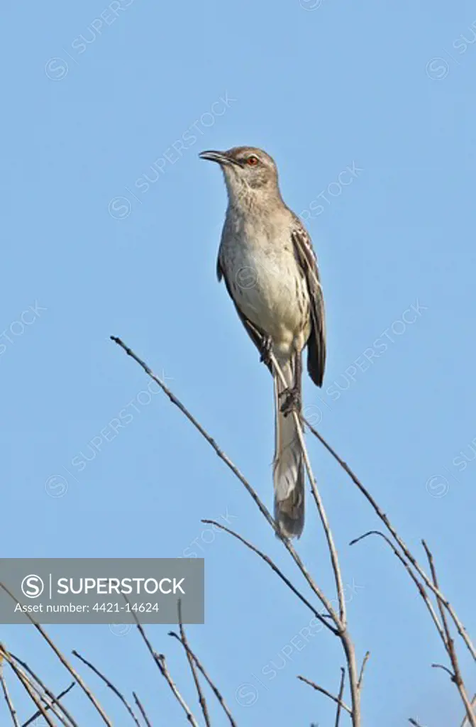 Bahama Mockingbird (Mimus gundlachii hillii) adult, perched on twig, Hellshire Hills, Jamaica, april