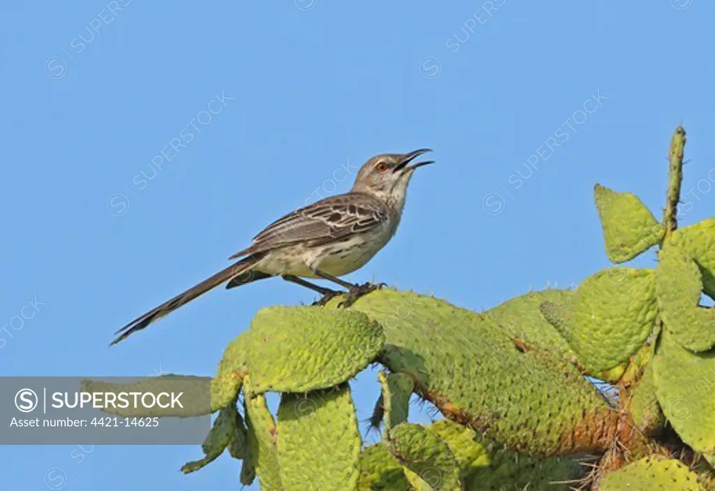 Bahama Mockingbird (Mimus gundlachii hillii) adult, perched on cactus, Hellshire Hills, Jamaica, april